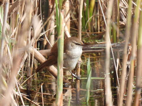 Image of Lesser Swamp Warbler