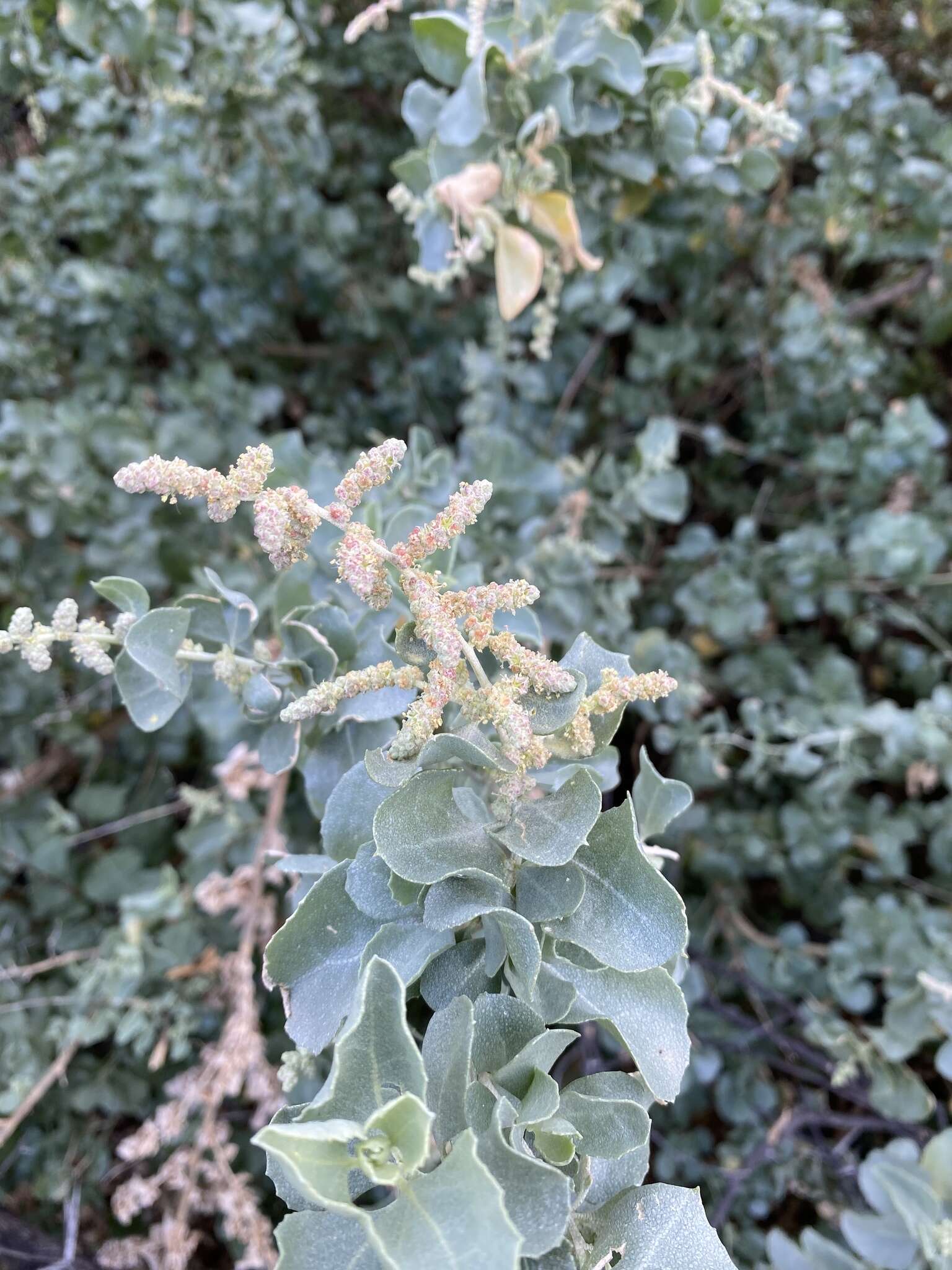 Image de Atriplex nummularia subsp. nummularia