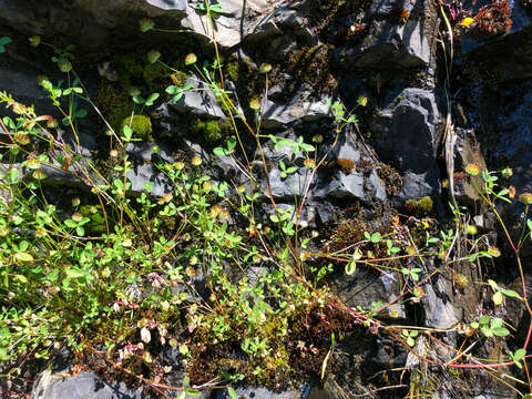 Image de Trifolium cyathiferum Lindl.