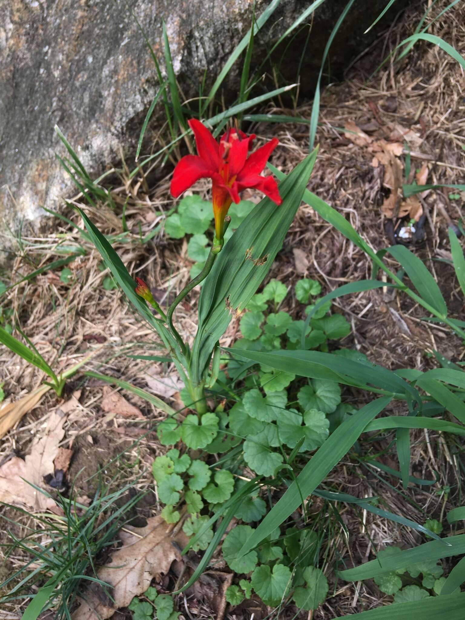 Image of Crocosmia Planch.