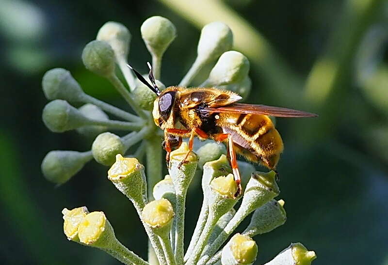 Image of Golden hoverfly