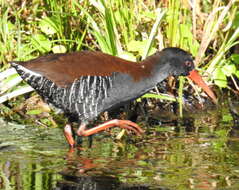 Image of African Rail