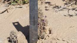 Image of desert broomrape