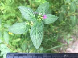 Image of Colombian Waxweed