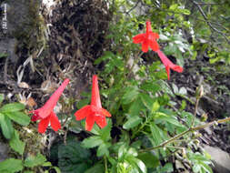 Image de Ourisia coccinea subsp. coccinea