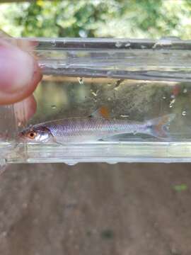 Image of Blueside Shiner