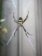 Imagem de Argiope keyserlingi Karsch 1878