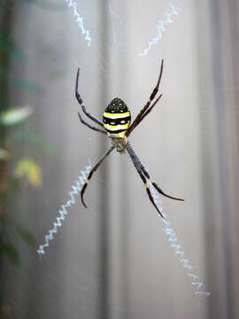 Image of St Andrews cross spider