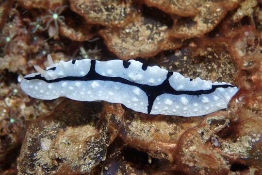 Image of Phyllidiopsis shireenae Brunckhorst 1990