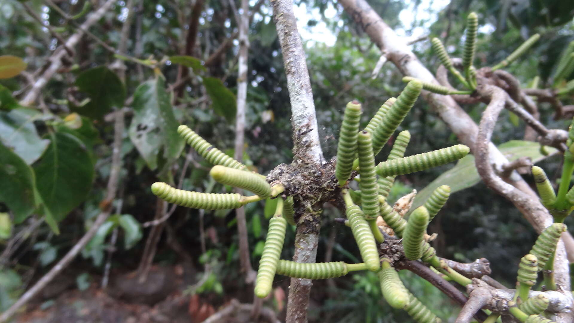 Gnetum edule (Willd.) Blume resmi