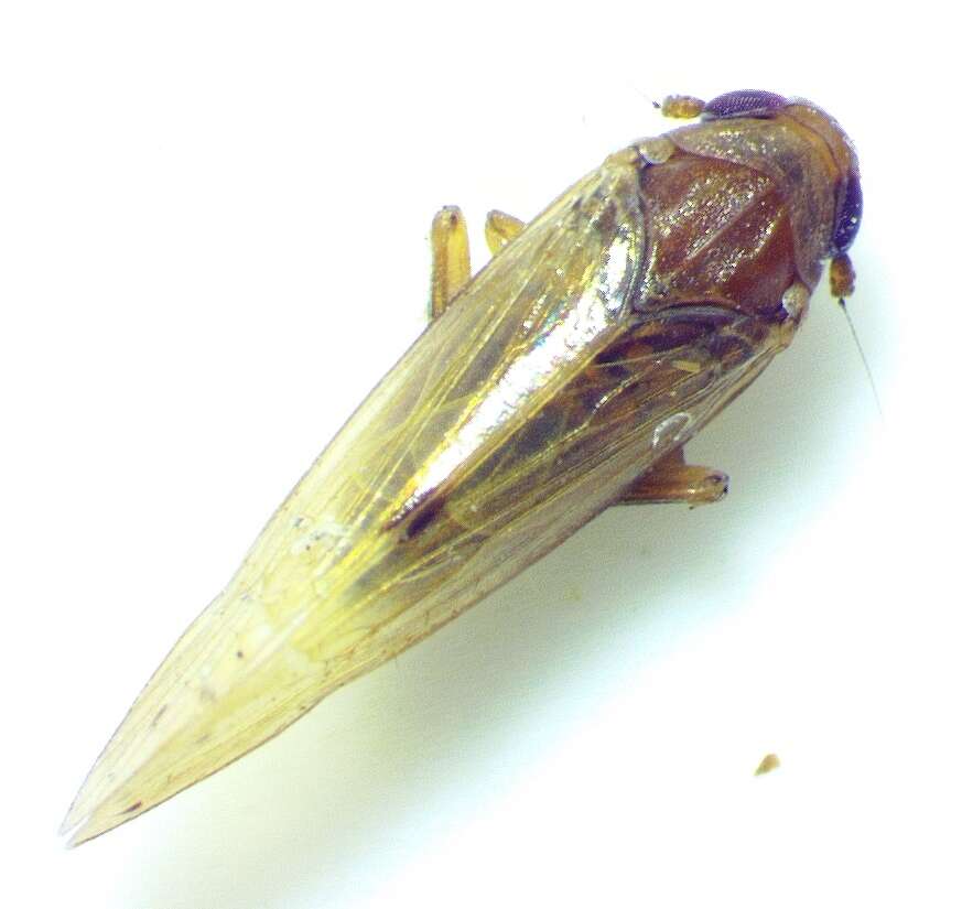 Image of Pareuidella triloba (Metcalf 1923)