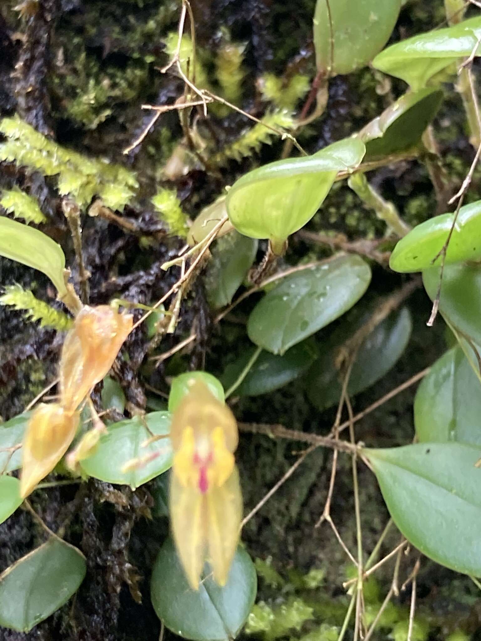 Image of Lepanthes effusa Schltr.