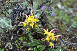 Image of Pedicularis pseudoversicolor Hand.-Mazz.