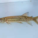 Image of African pike