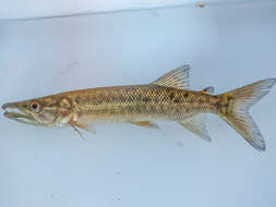 Image of African pike