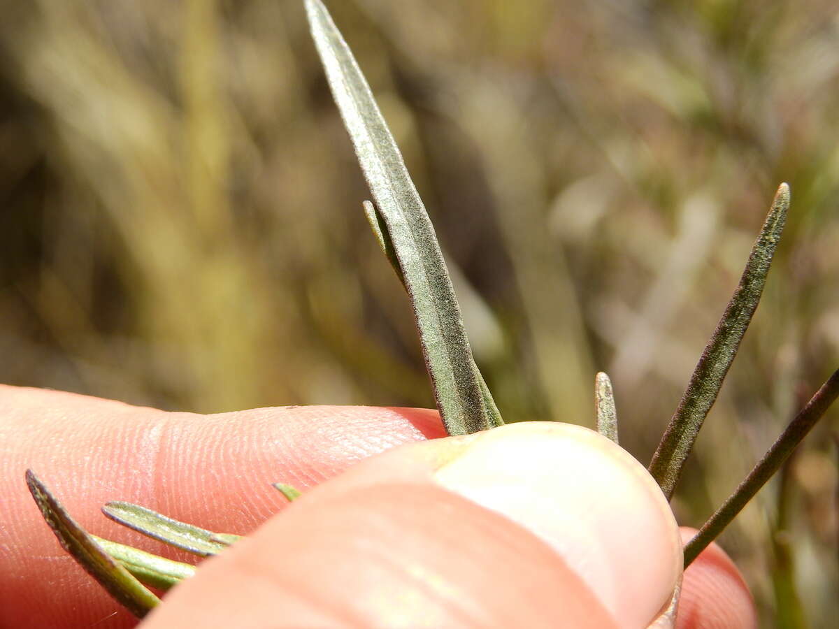 Image of Acanthostyles buniifolius (Hook. & Arn.) R. King & H. Rob.