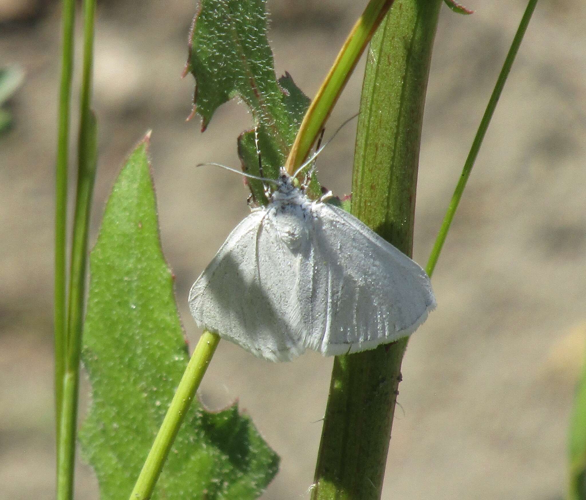 Image of Lithostege farinata Hüfnagel 1767