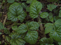 Plancia ëd Rubus nivalis Dougl. ex Hook.