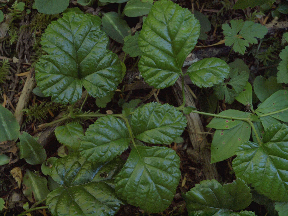 Image of snow raspberry