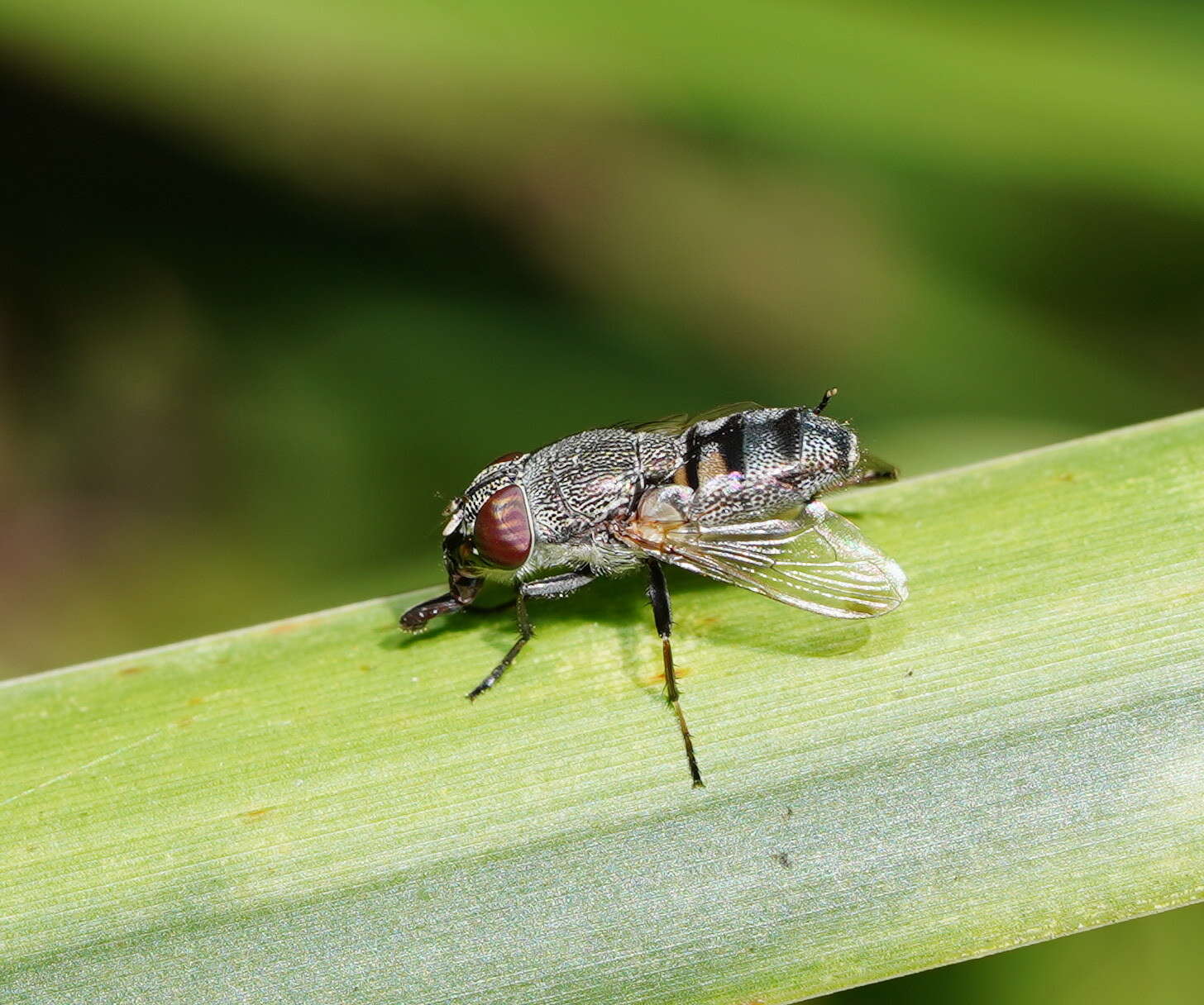 Stomorhina subapicalis (Macquart 1847) resmi