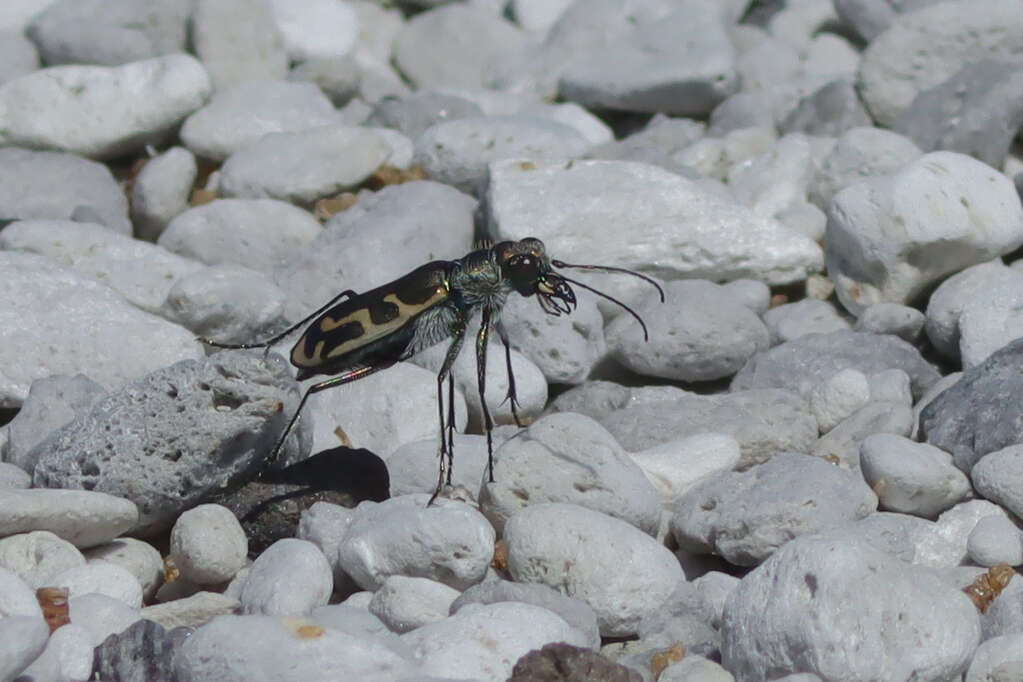 Image of Short-legged Tiger Beetle