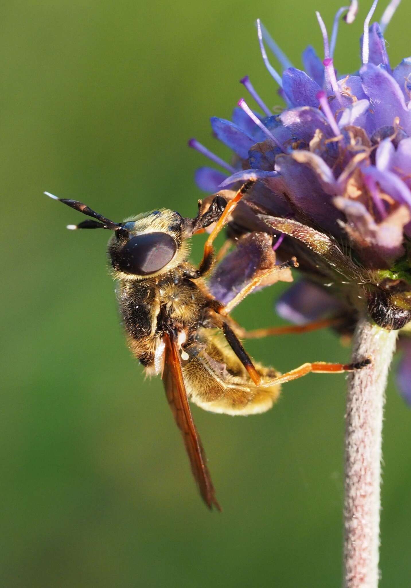 صورة Callicera aurata (Rossi 1790)