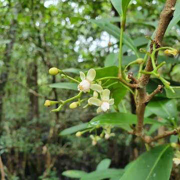 Слика од Xylocarpus granatum Koen.