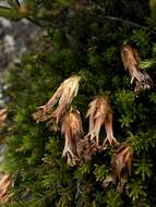 Image of Erica banksia subsp. banksia