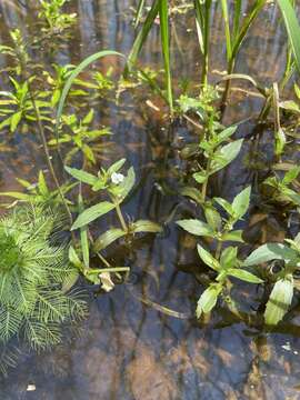 Слика од Gratiola virginiana L.