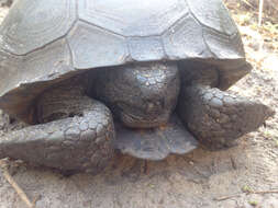 Image of (Florida) Gopher Tortoise