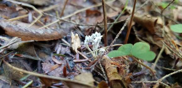 Image of <i>Cordyceps tenuipes</i>