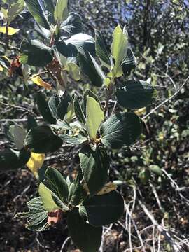 Image of feltleaf ceanothus