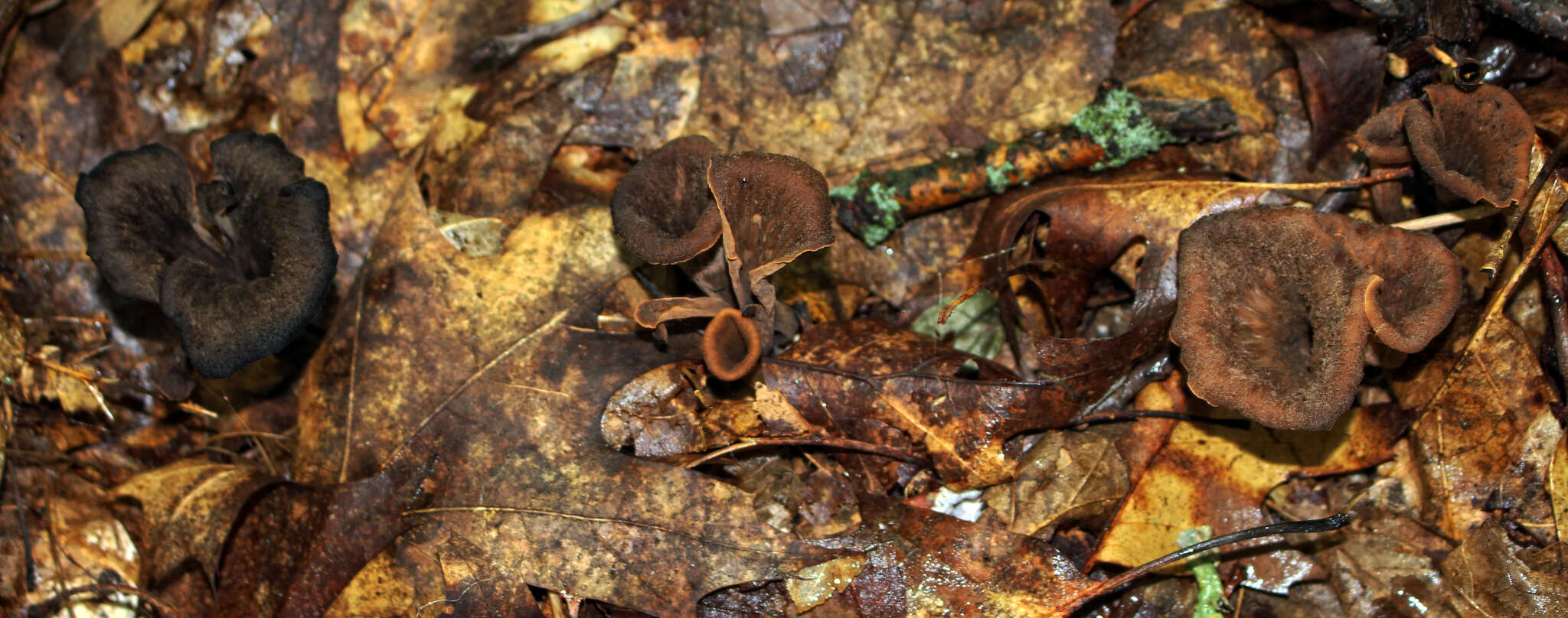 Image de Craterellus fallax A. H. Sm. 1968