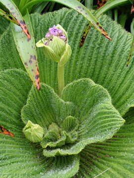 Image of Pleurophyllum speciosum Hook. fil.