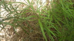 Image of Pteris elongatiloba var. remotivenia Bonap.