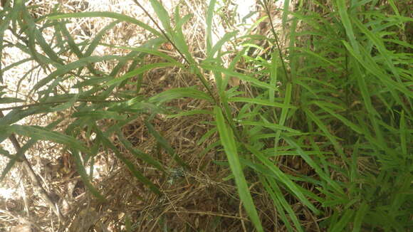 Sivun Pteris elongatiloba var. remotivenia Bonap. kuva