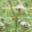 Sivun Symphyotrichum graminifolium (Spreng.) G. L. Nesom kuva