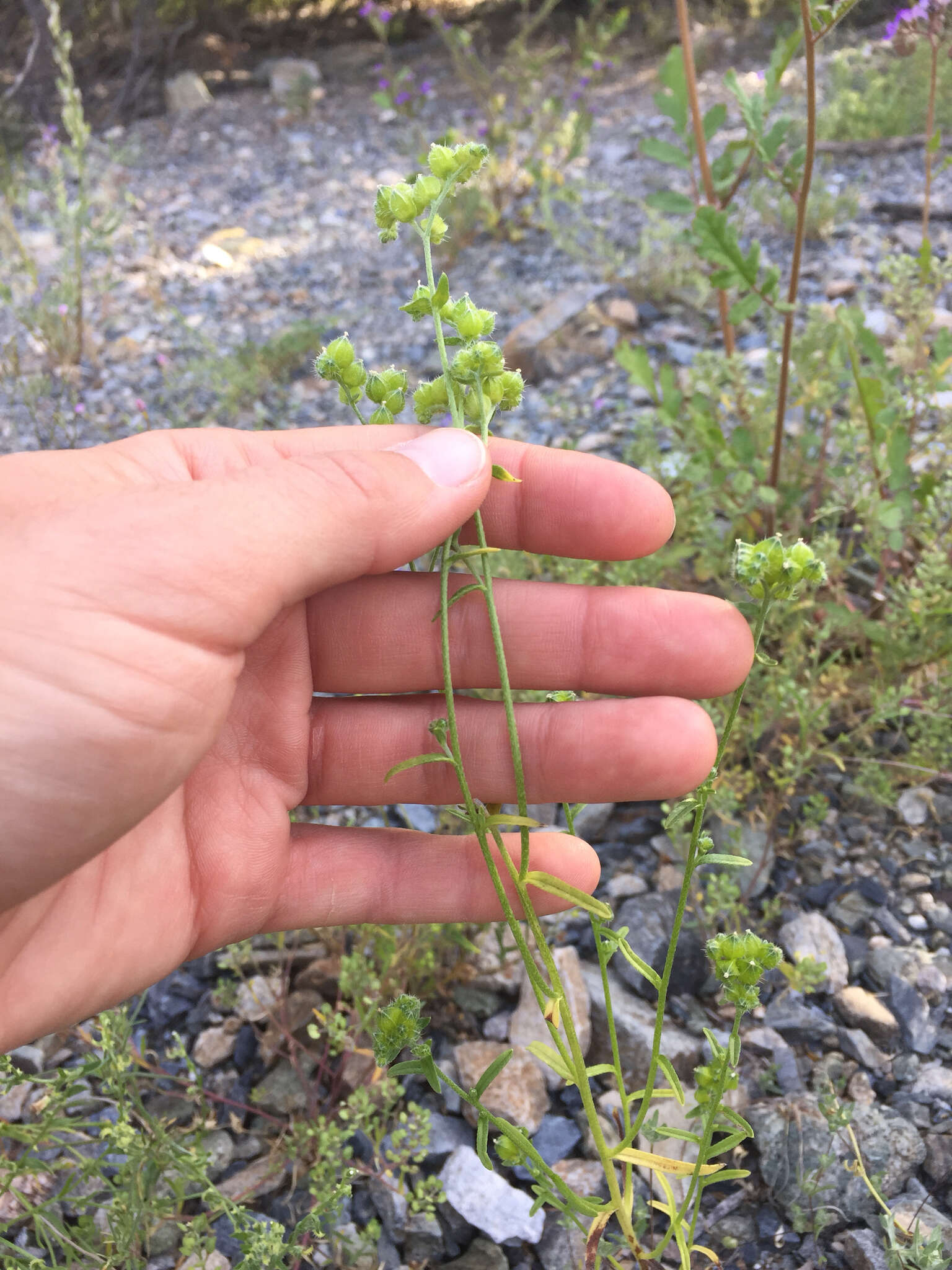 Plancia ëd Cryptantha pterocarya (Torr.) Greene