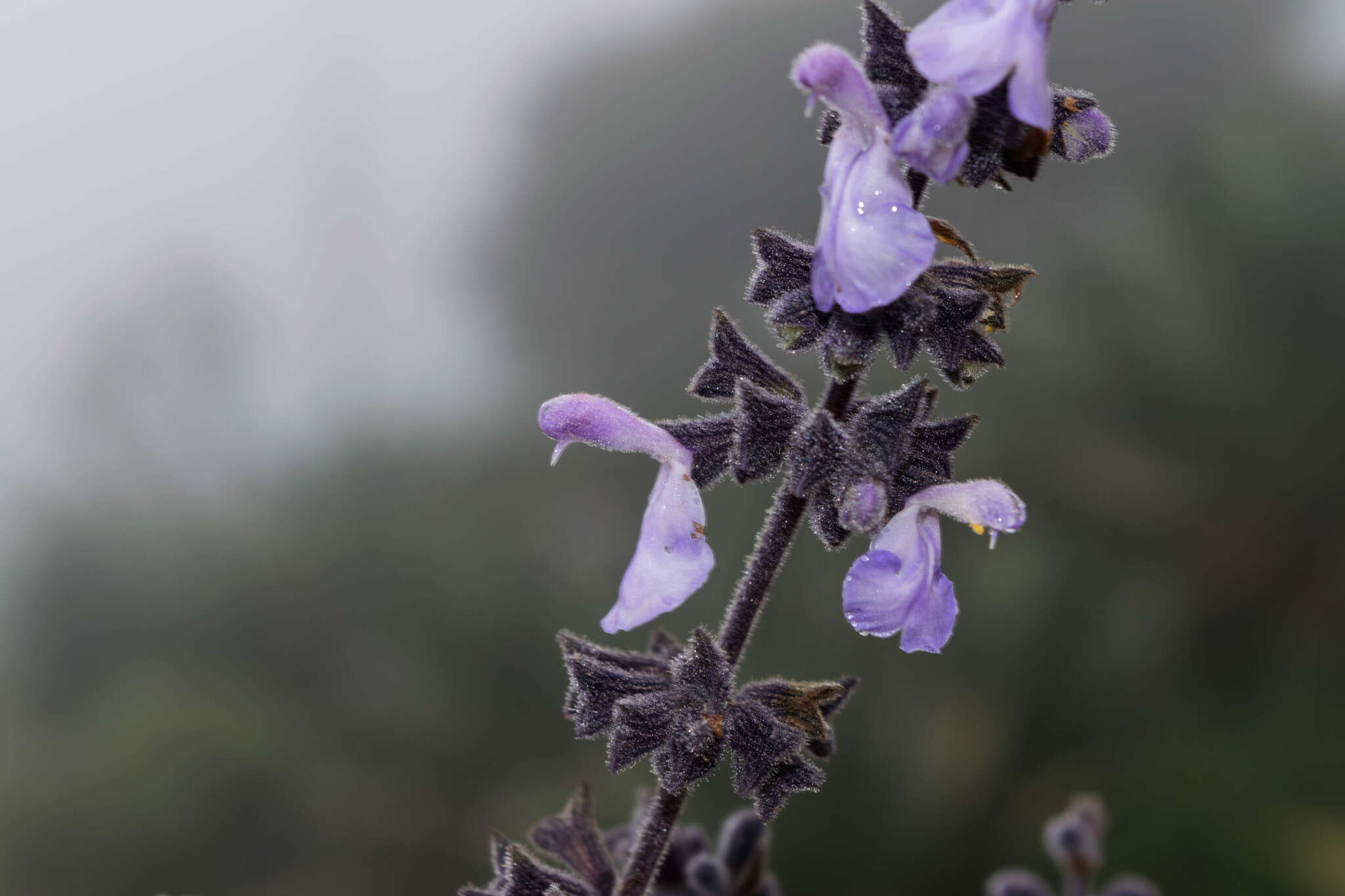 Imagem de Salvia melissodora Lag.