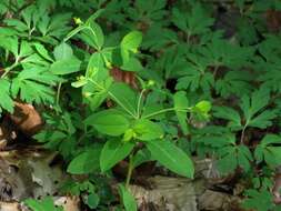 Image of Euphorbia carniolica Jacq.