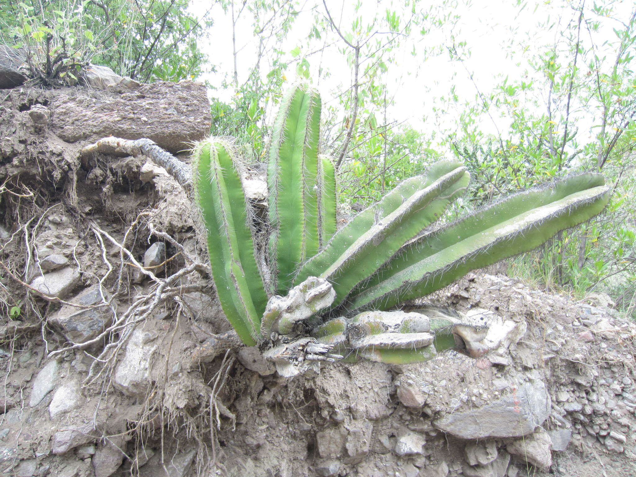 Stenocereus dumortieri (Scheidw.) Buxb.的圖片