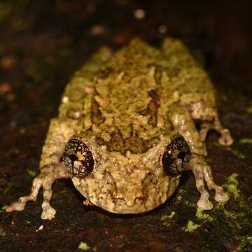 Image of Ololygon muriciensis (Cruz, Nunes & Lima 2011)