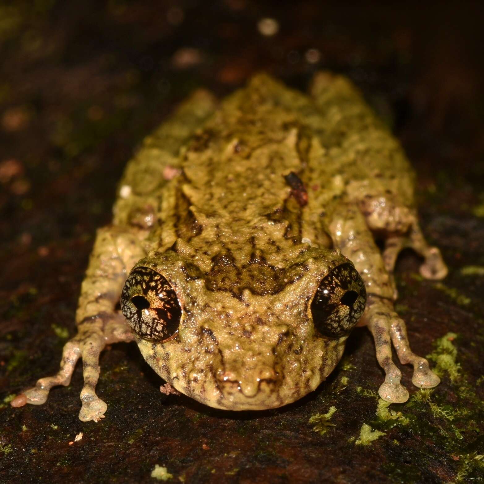 Image de Ololygon muriciensis (Cruz, Nunes & Lima 2011)