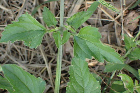 Image of Priva adhaerens (Forssk.) Chiov.