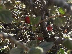 Image of Mountain cherry