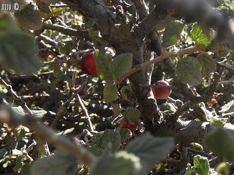 Imagem de Prunus prostrata Labill.