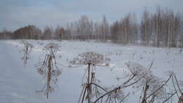 Imagem de Heracleum sosnowskyi Manden.