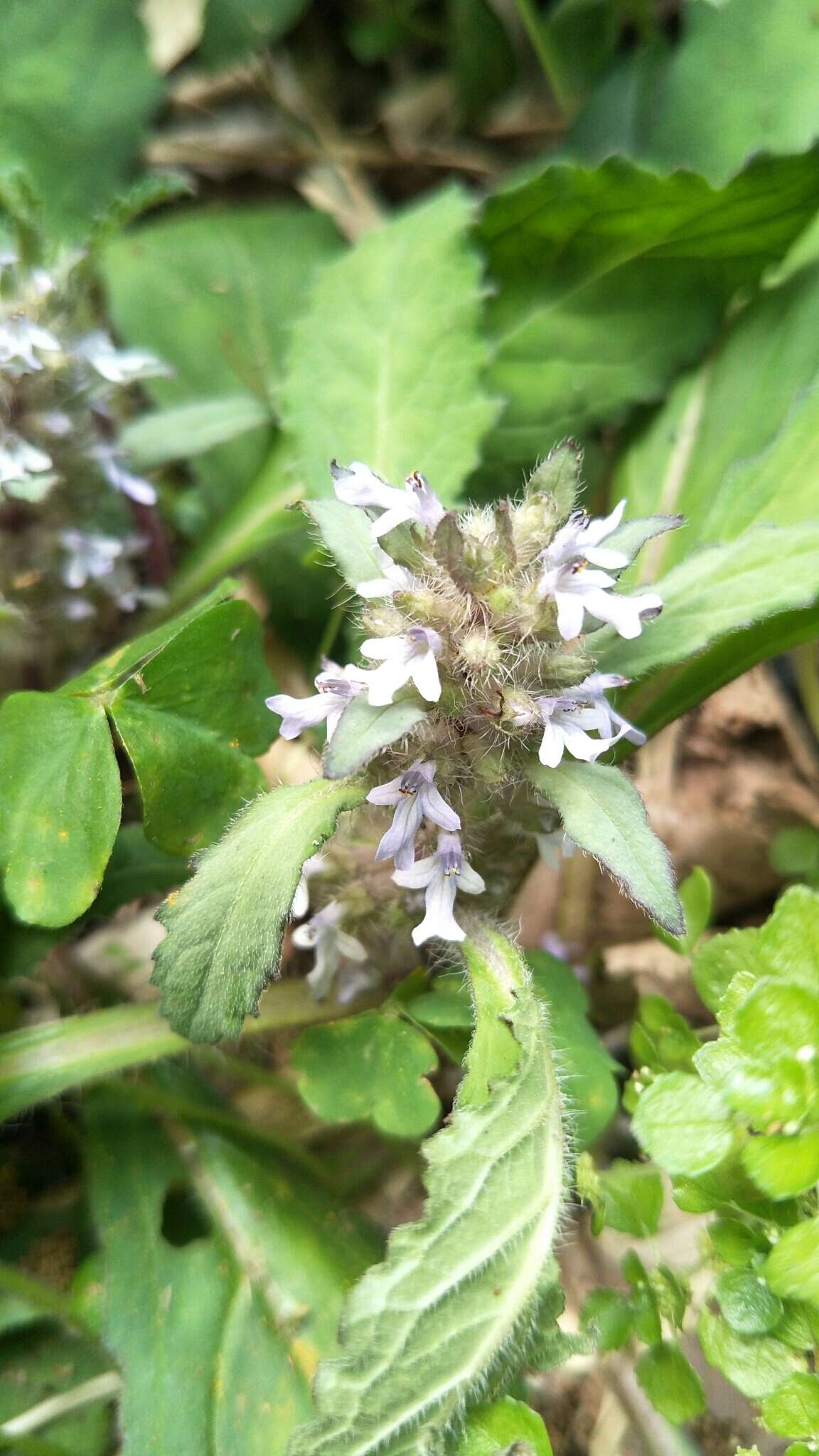 Image of Ajuga taiwanensis Nakai ex Murata