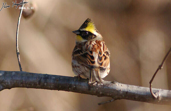 Image of Yellow-throated Bunting