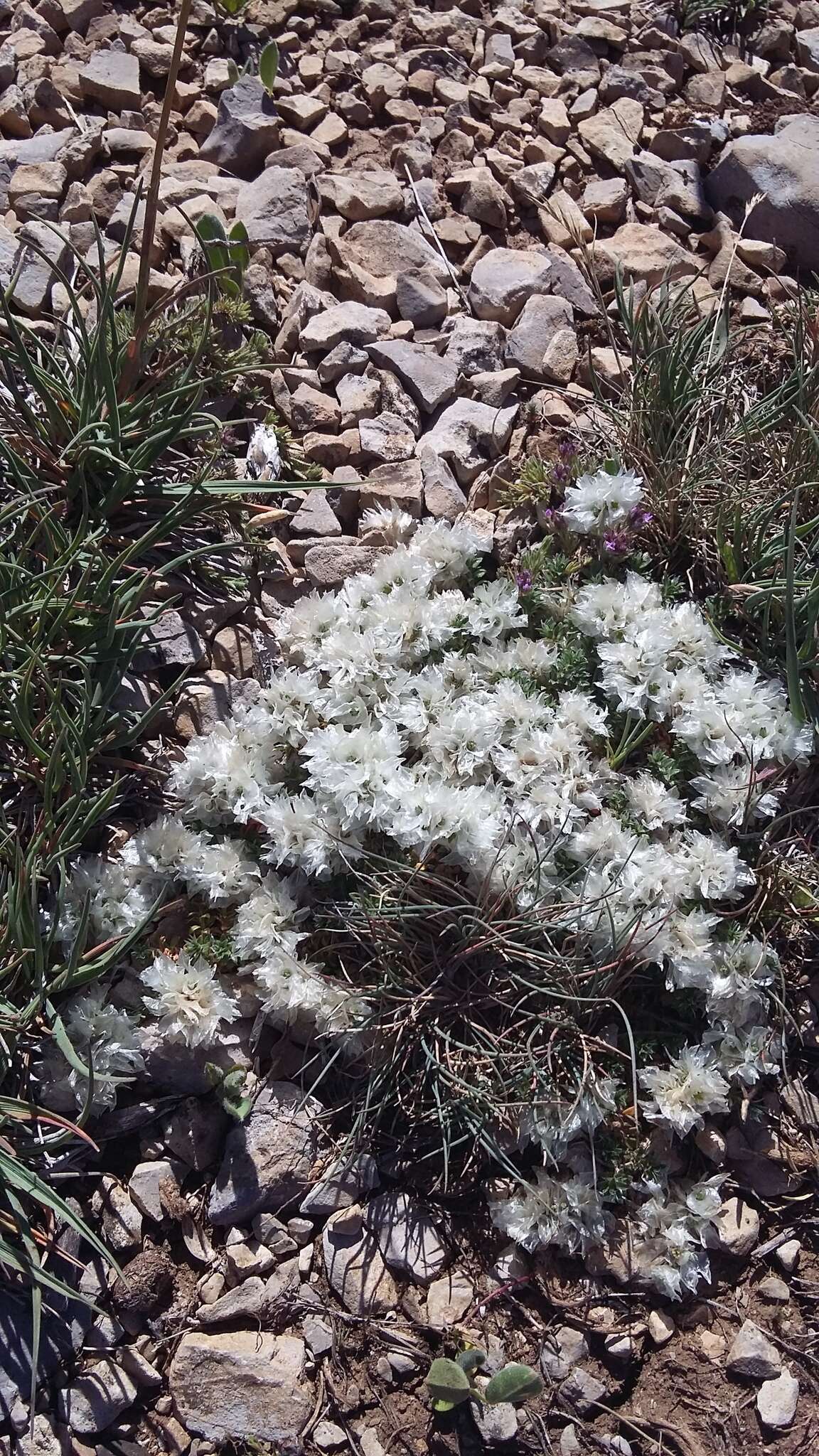 Imagem de Paronychia cephalotes (M. Bieb.) Besser